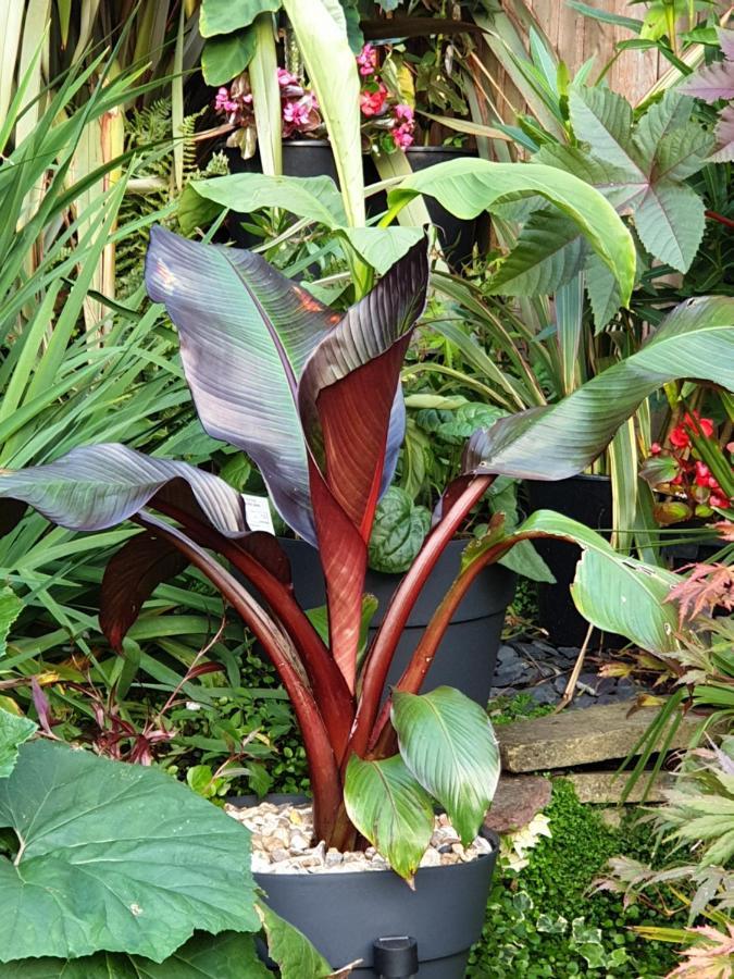 Tropical Garden Oasis Rooms Birmingham Exteriör bild