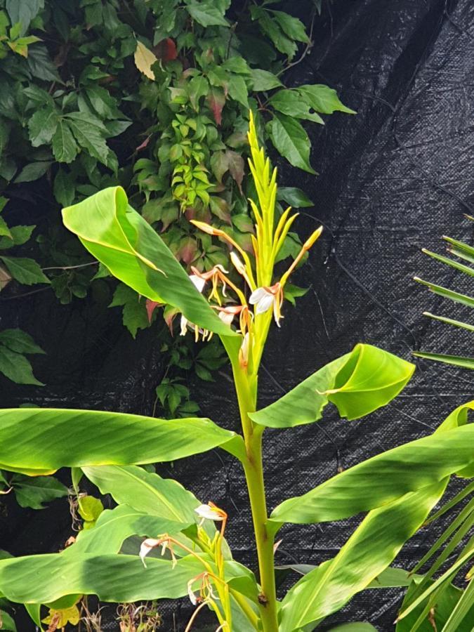 Tropical Garden Oasis Rooms Birmingham Exteriör bild
