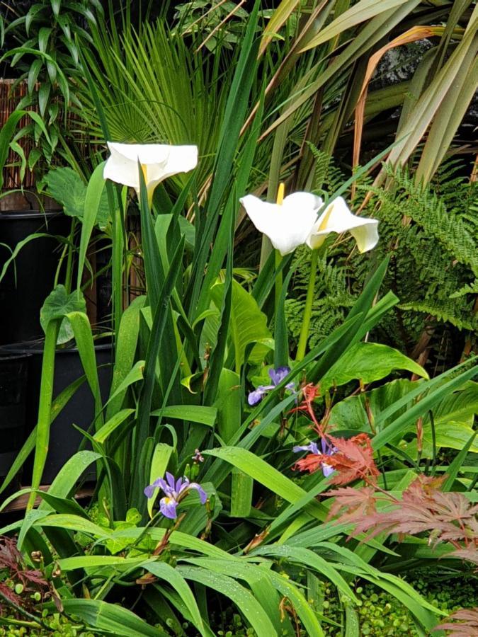 Tropical Garden Oasis Rooms Birmingham Exteriör bild
