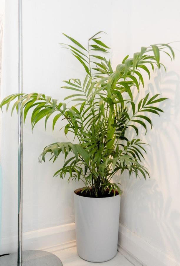 Tropical Garden Oasis Rooms Birmingham Exteriör bild